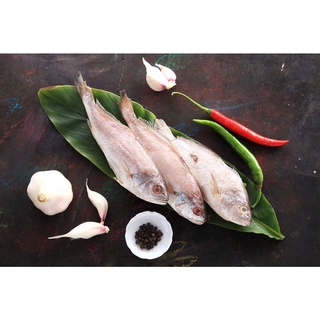 【海豐生鮮】野生白口魚 (135g)隻 海鮮/魚/白口魚