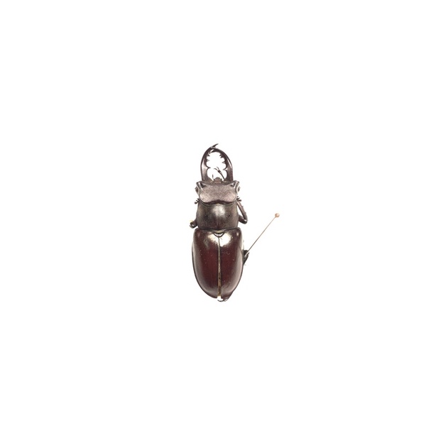 黑栗色深山 鍬形蟲 不可動模型 標本 乾貨 甲蟲 成蟲