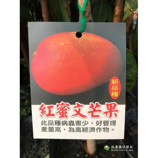 勿直接下標 紅蜜文芒果 芒果苗 嫁接苗 LV芒果 極品芒果 蜜芒果 樹苗 蜜文 雪芒果 蜜x芒果 不是 黃蜜文 愛文芒果