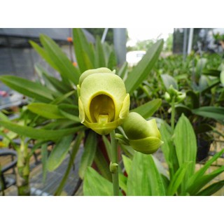 大眾蘭園 原生種 Catasetun planiceps "鋼盔