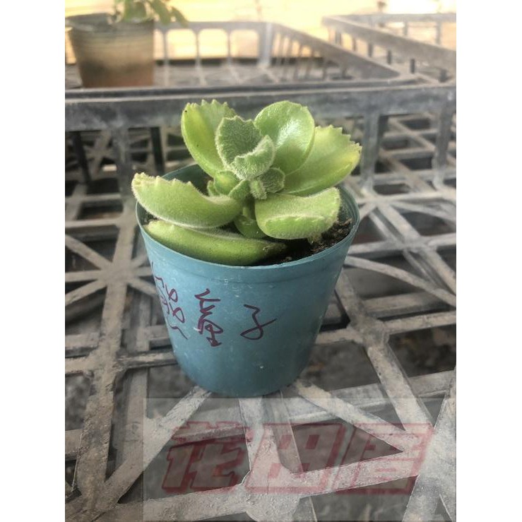 花田厝 多肉植物 熊童子 3吋盆 5吋盆 舒壓療癒高15 25公分 蝦皮購物