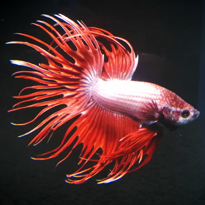 水族小天地 冠尾鬥魚模型 鬥魚飼料 蝦皮購物
