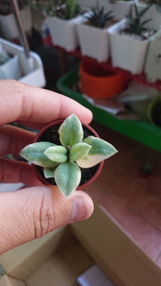 花蔓草錦太陽玫瑰錦 1寸 多肉植物觀葉植物 花樣渼栽盆栽生活館 蝦皮購物