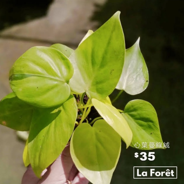 【La Forêt 植物專賣】心葉蔓綠絨 / 陽光心蔓 / 3吋盆栽 / 療癒小物 / 居家盆栽 / 觀葉植物