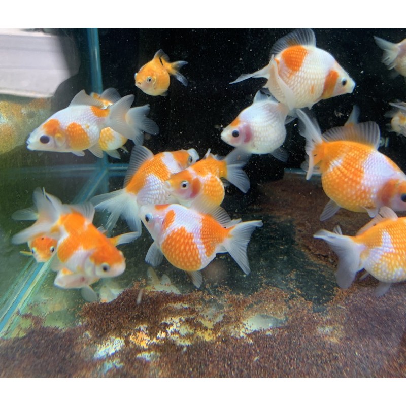 水魚水族 現貨 這批超美 圓滾滾珠鱗金魚模型飼料 蝦皮購物