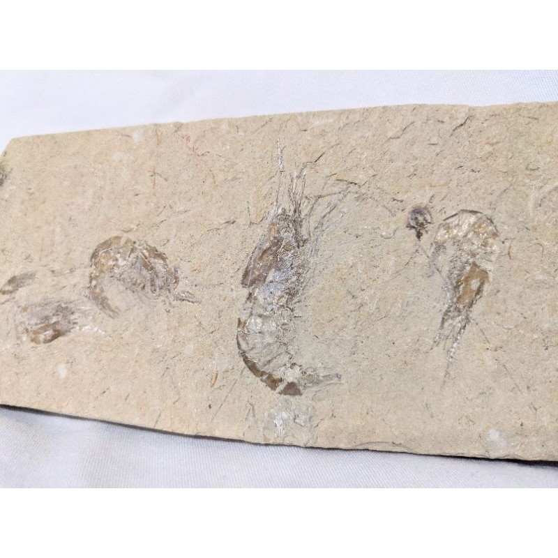 黎巴嫩蝦子化石群板/化石/真品/擺飾/收藏/三葉蟲