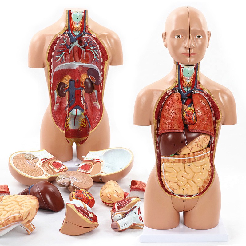 人體模型 45cm折開16部件人體軀幹內臟解剖模型 肝腸胃醫用醫學教學用具