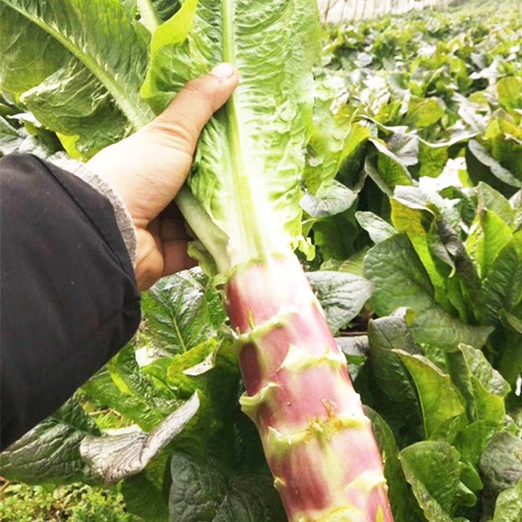 廠家直銷香絲紅莴苣種子莴筍紫綠色秋冬栽培耐低溫香筍口感嫩脆四季春夏秋 蝦皮購物