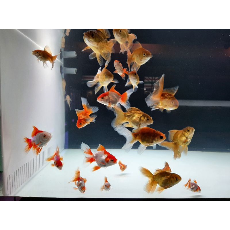 飼料 活餌 泰國獅頭 金魚 蝦皮購物