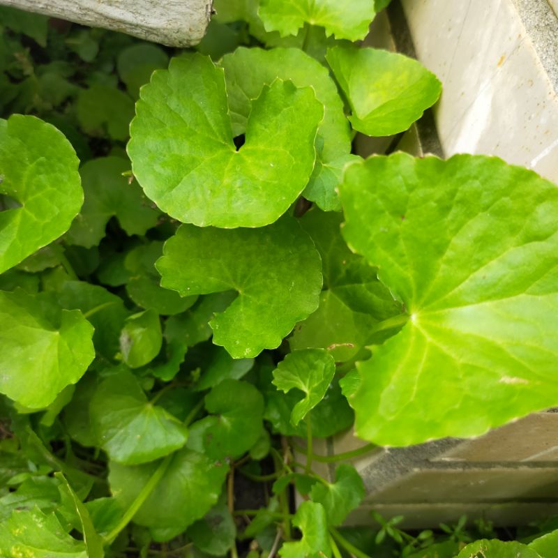 含殼草 植株又名雷公根，裸根三芽頭一株，保溼六株出貨，六株100元