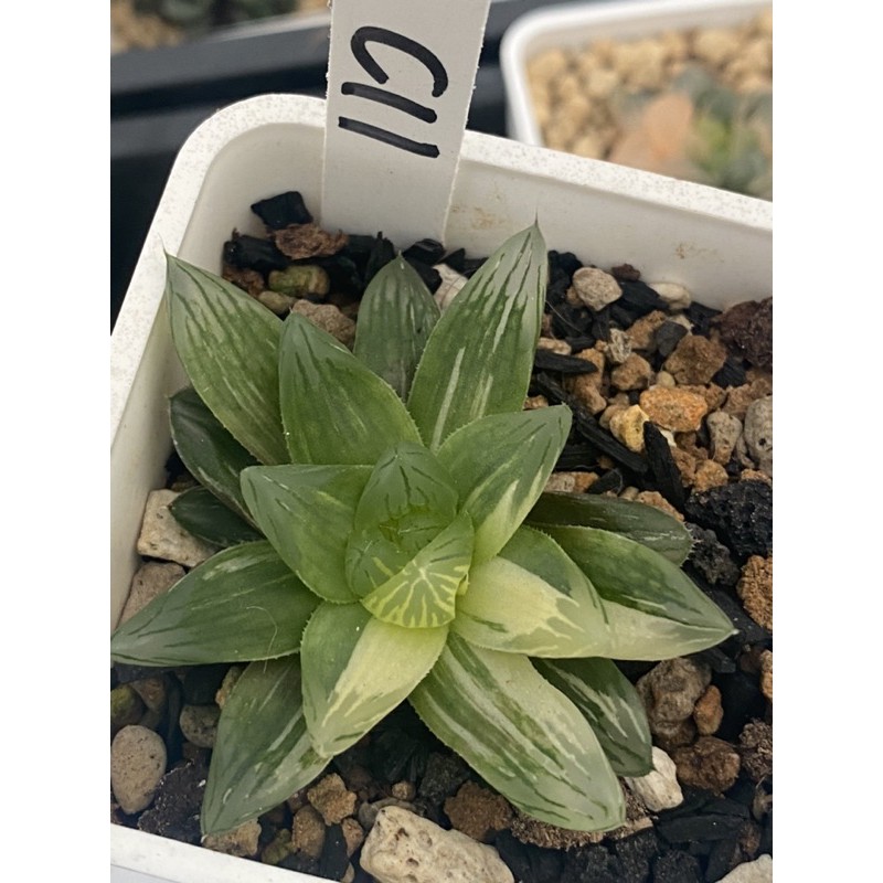 Haworthia ハオルチア花火オブツーサ錦 蝦皮購物