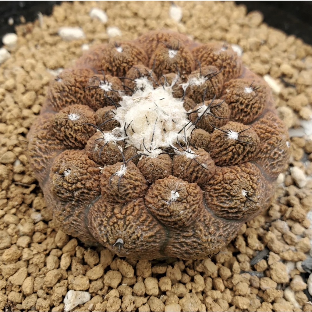 【大利叔叔】 蜥蜴皮 Copiapoa hypogaea cv. Lizard Skin 種子 龍爪球屬 仙人掌 多肉