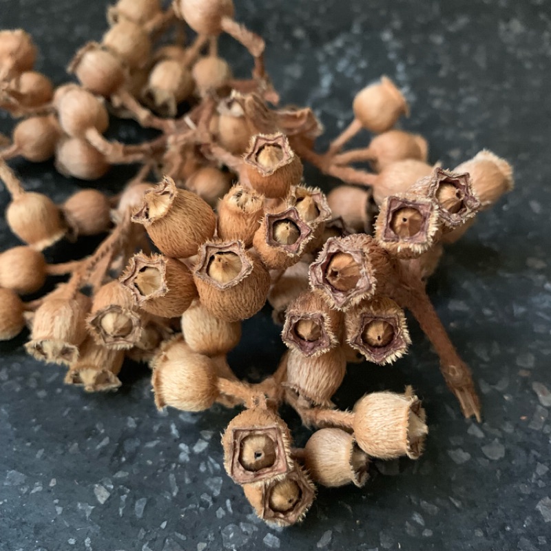 野牡丹果實 1份40顆 Diy 蝦皮購物