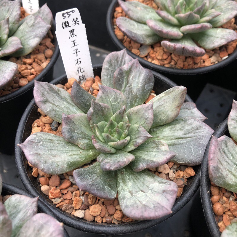 黑王子石化錦微笑多肉植物園藝 蝦皮購物