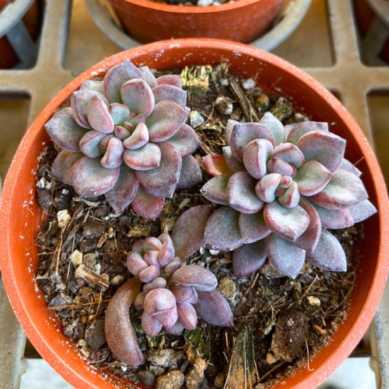 多肉植物 仙人掌 紫夢 3吋盆 蝦皮購物