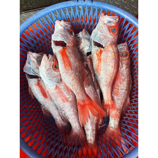 花食間海鮮專賣 現撈紅喉 紅喉魚 紅加網 自家漁船捕撈