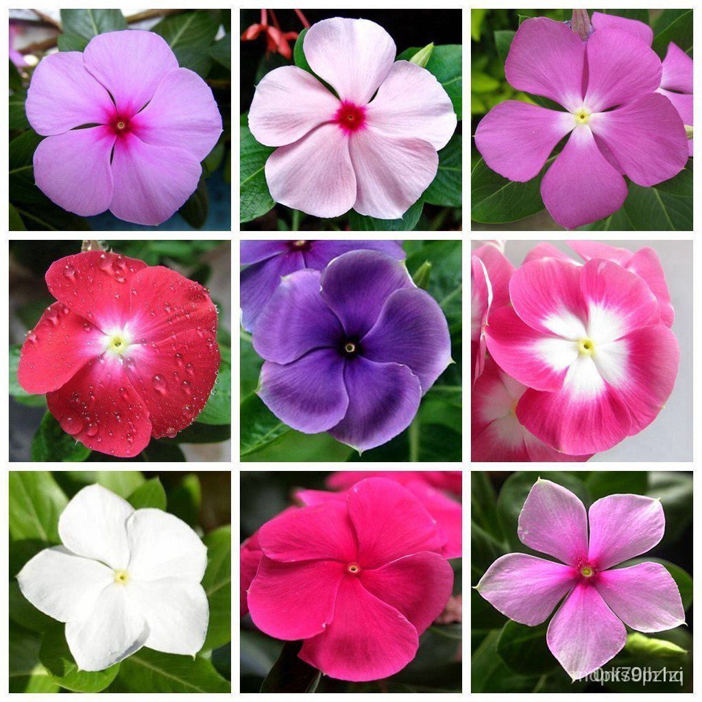 長春花種子 報春花種子 四季開花種籽 易種易活 報春花種籽 多年生 花卉種子