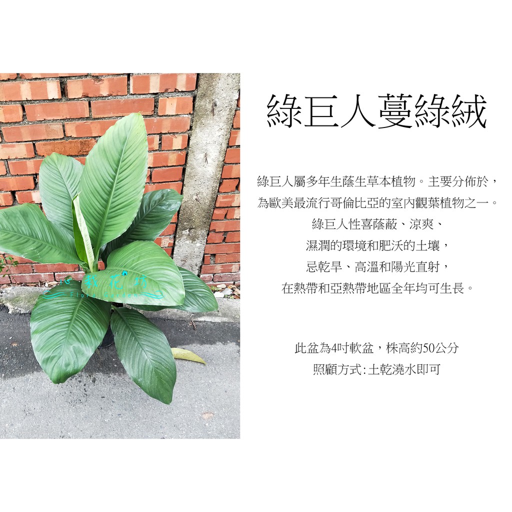 心栽花坊 綠巨人蔓綠絨 4吋 觀葉植物 室內植物 綠化植物 售價220特價200 蝦皮購物
