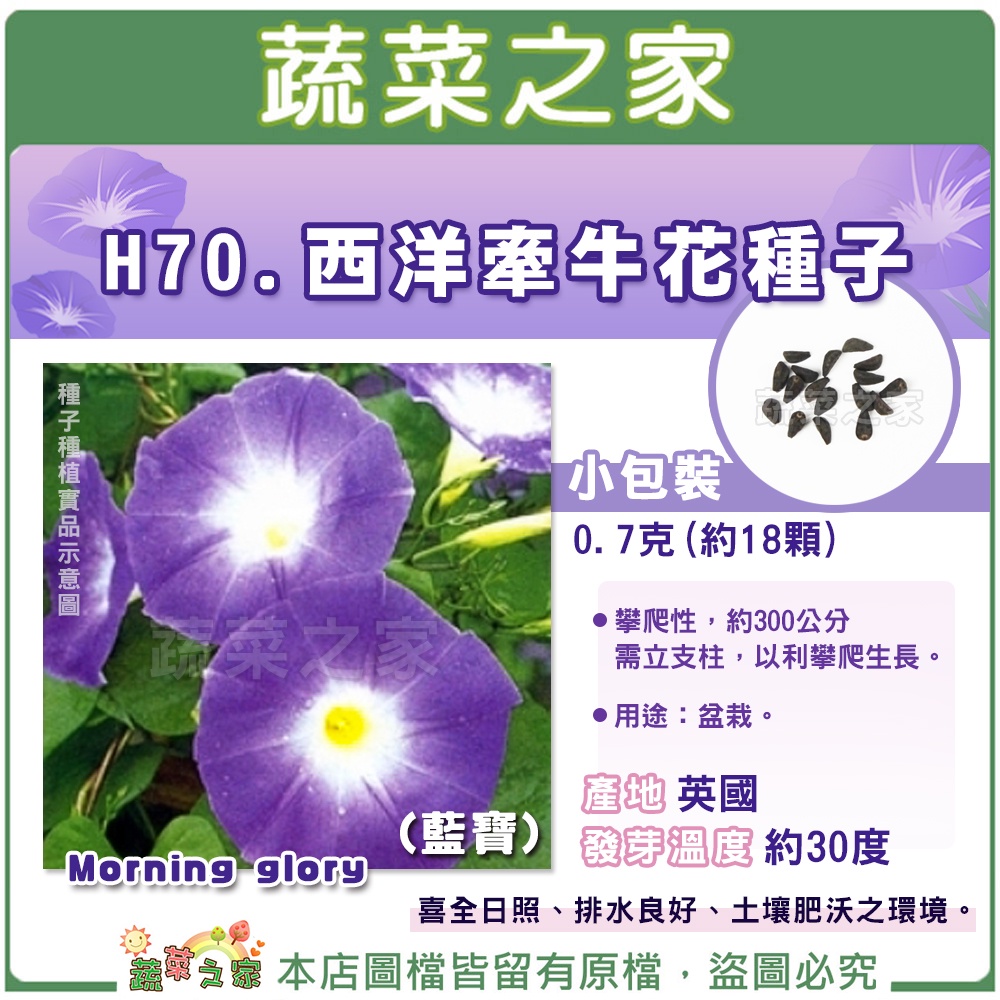 【蔬菜之家滿額免運】H70.西洋牽牛花種子0.7克(約18顆)(藍寶)//需立支柱，以利攀爬生長。用途：盆栽。花卉 花類