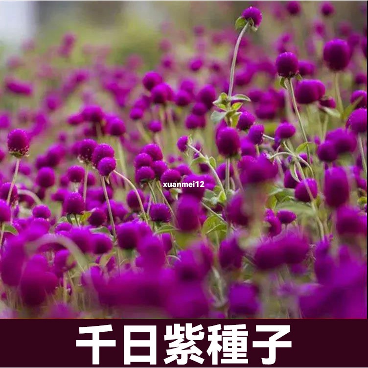 百日紅盆栽 Ptt Dcard討論與高評價網拍商品 21年11月 飛比價格