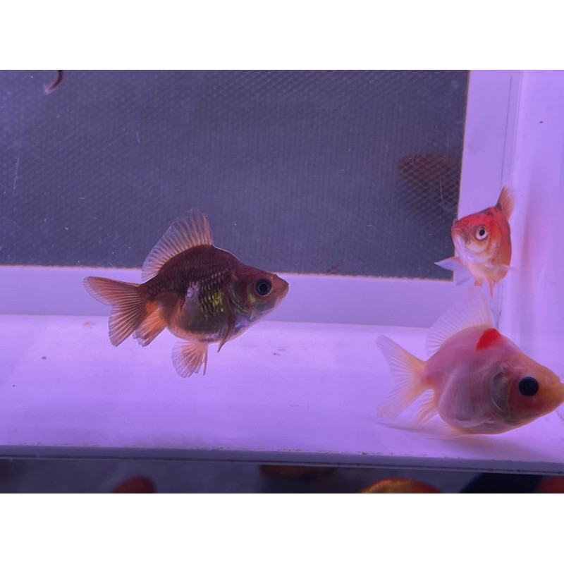 短尾琉金2吋大 各式金魚 龍魚 異形模型 蝦皮購物