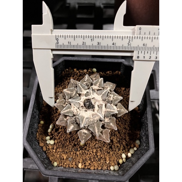 黑牡丹 ｜ 塊根植物