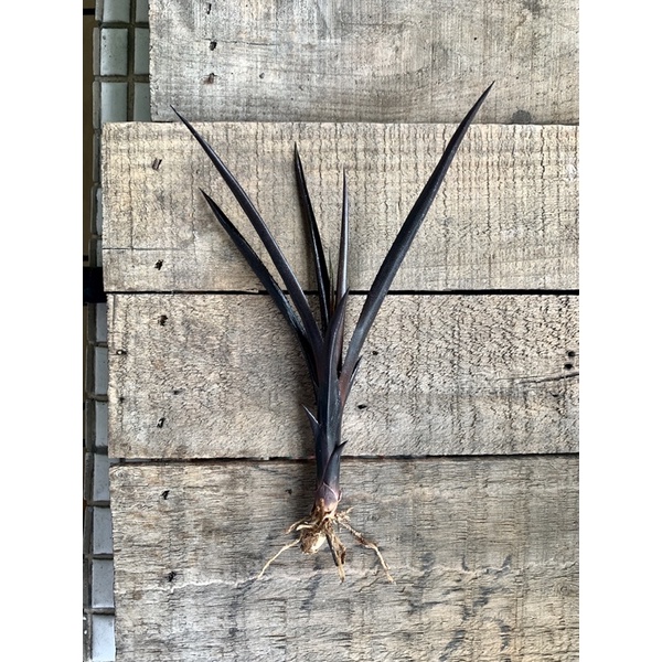 積水鳳梨 蜻蜓屬 Aechmea Black On Black(生根）售子株 有兩株可挑 約莫21cm