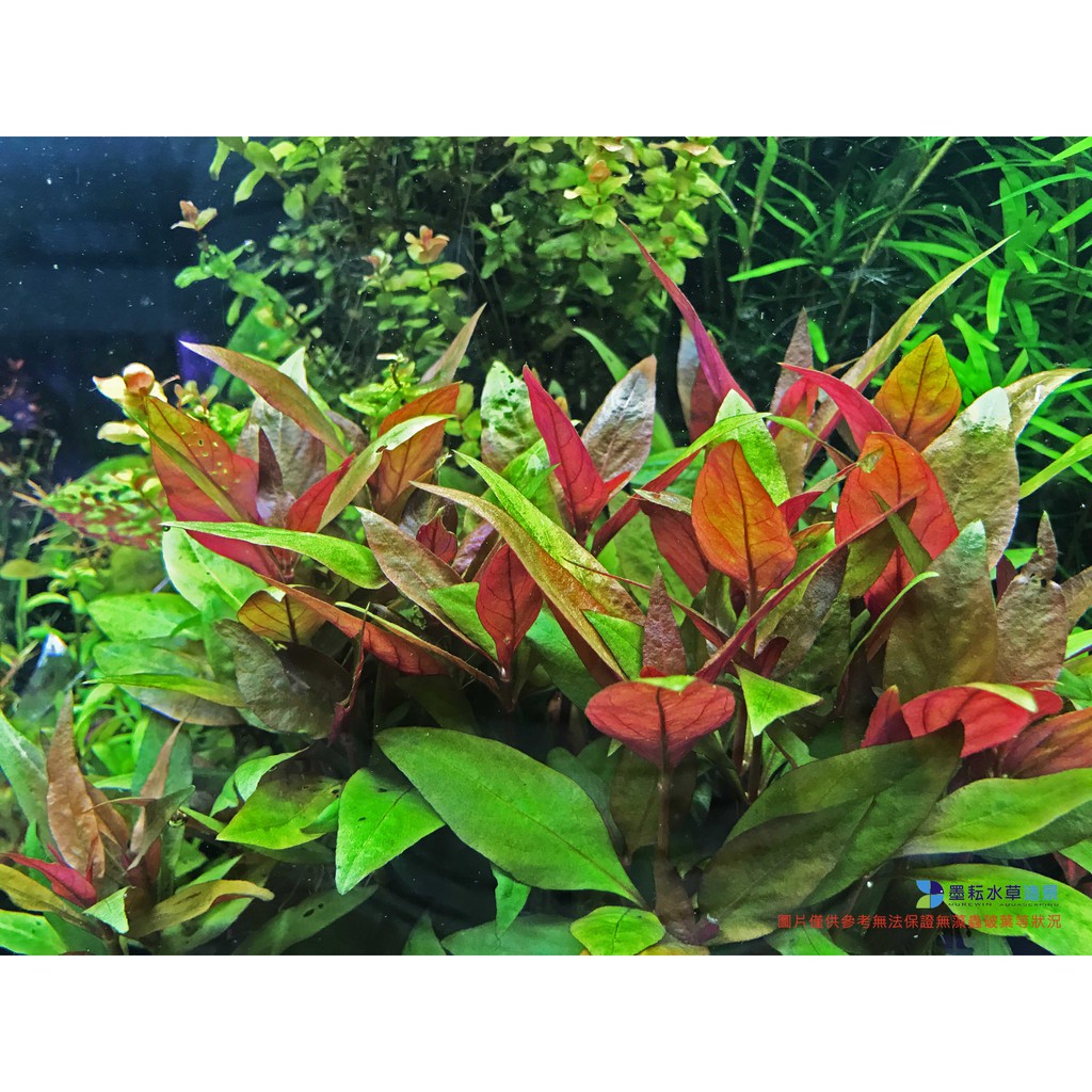 墨耘水草 小血心蘭 水中葉 3株 30元耐熱不需co2 紅色中景陰性草新手級 蝦皮購物