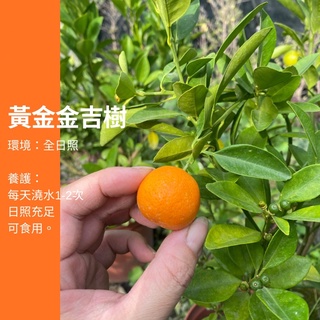 100公分以上 黃金金吉樹 金吉 金吉盆栽 盆栽 植物 樹 ig 網紅 觀葉植物 網紅植物