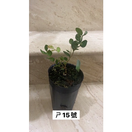 藍莓苗 ㄕ15號（3.5吋深盆）