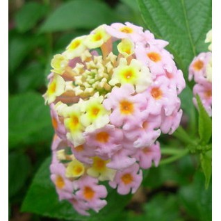 花花世界 綠籬植物 馬櫻丹 粉色 6吋盆 高約 30公分 花期5 9月 超易開花適應力佳 Ma 蝦皮購物