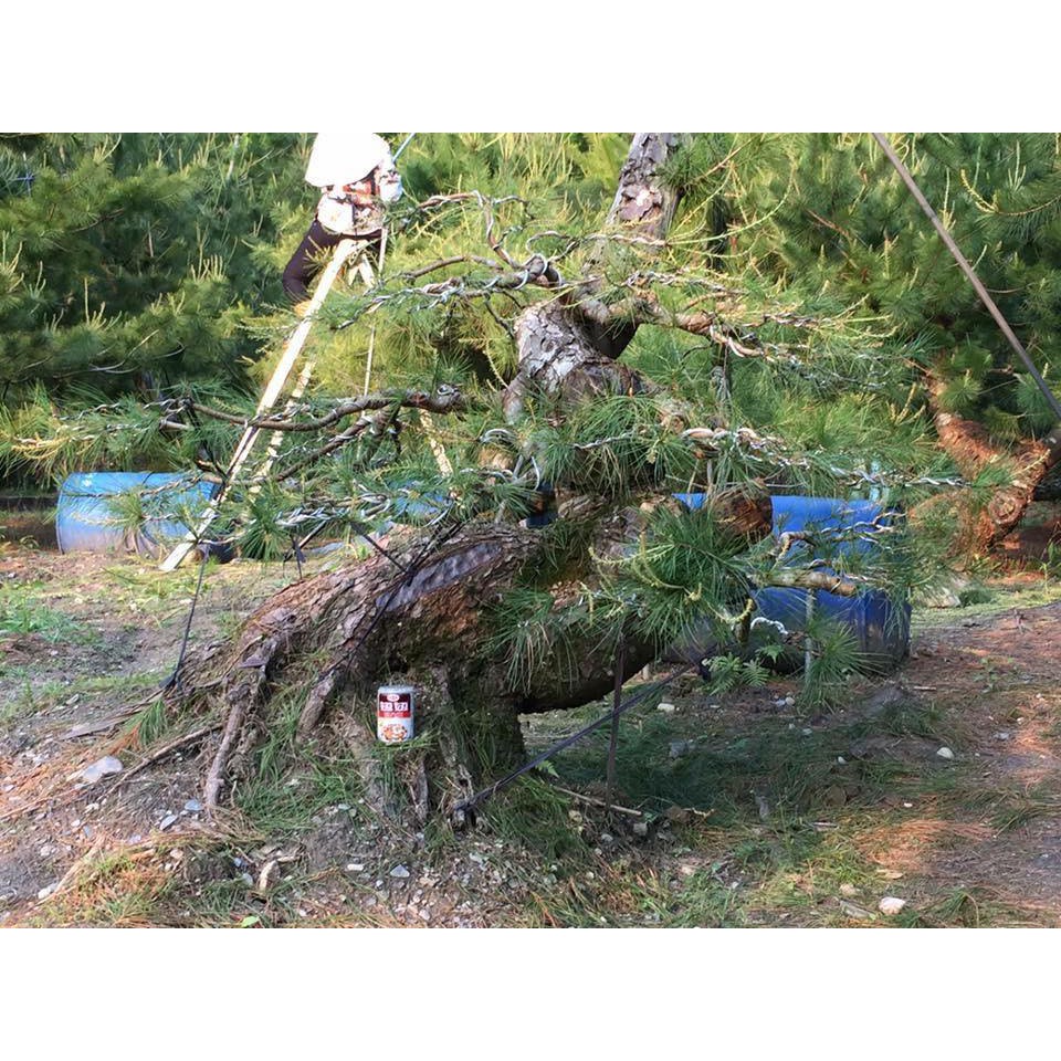 松雅園 五葉松盆栽 居家景觀樹 五 蝦皮購物