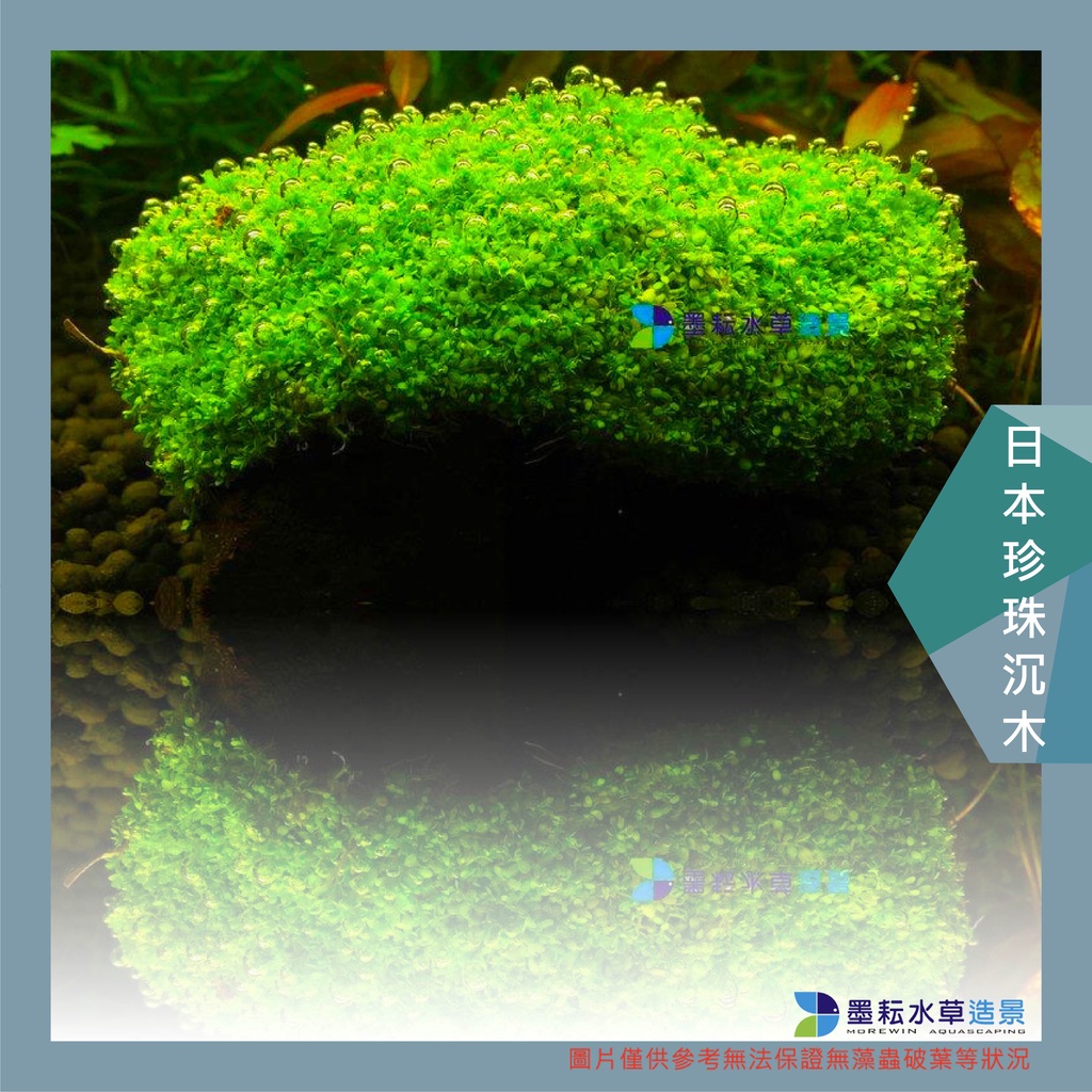 墨耘水草 日本珍珠沉木1支 80元後景不需co2 耐熱新手級冒泡旺盛日本珍珠草 蝦皮購物