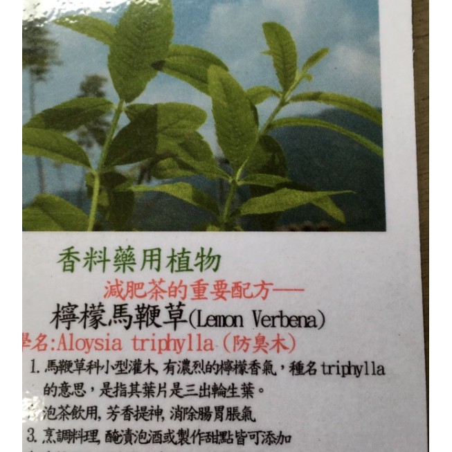 檸檬馬鞭草開花的價格推薦 - 2026年7月 | 比價比個夠BigGo