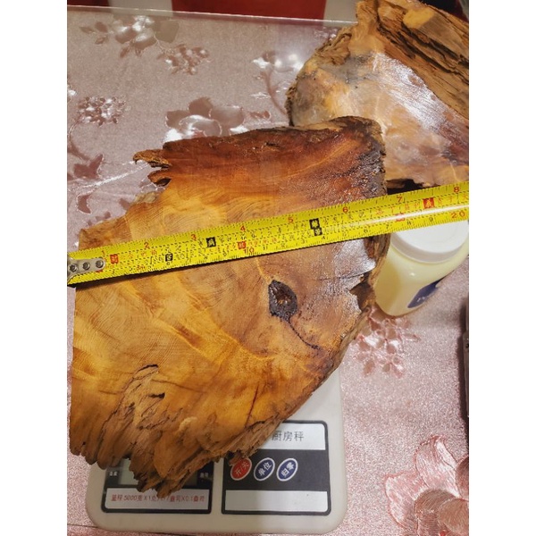 台灣陰陽黃檜鳳尾瘤（復興鄉重油山材）