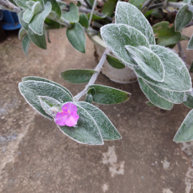 多肉植物雪娟砍頭株剪枝小苗葉敷苗側芽 蝦皮購物