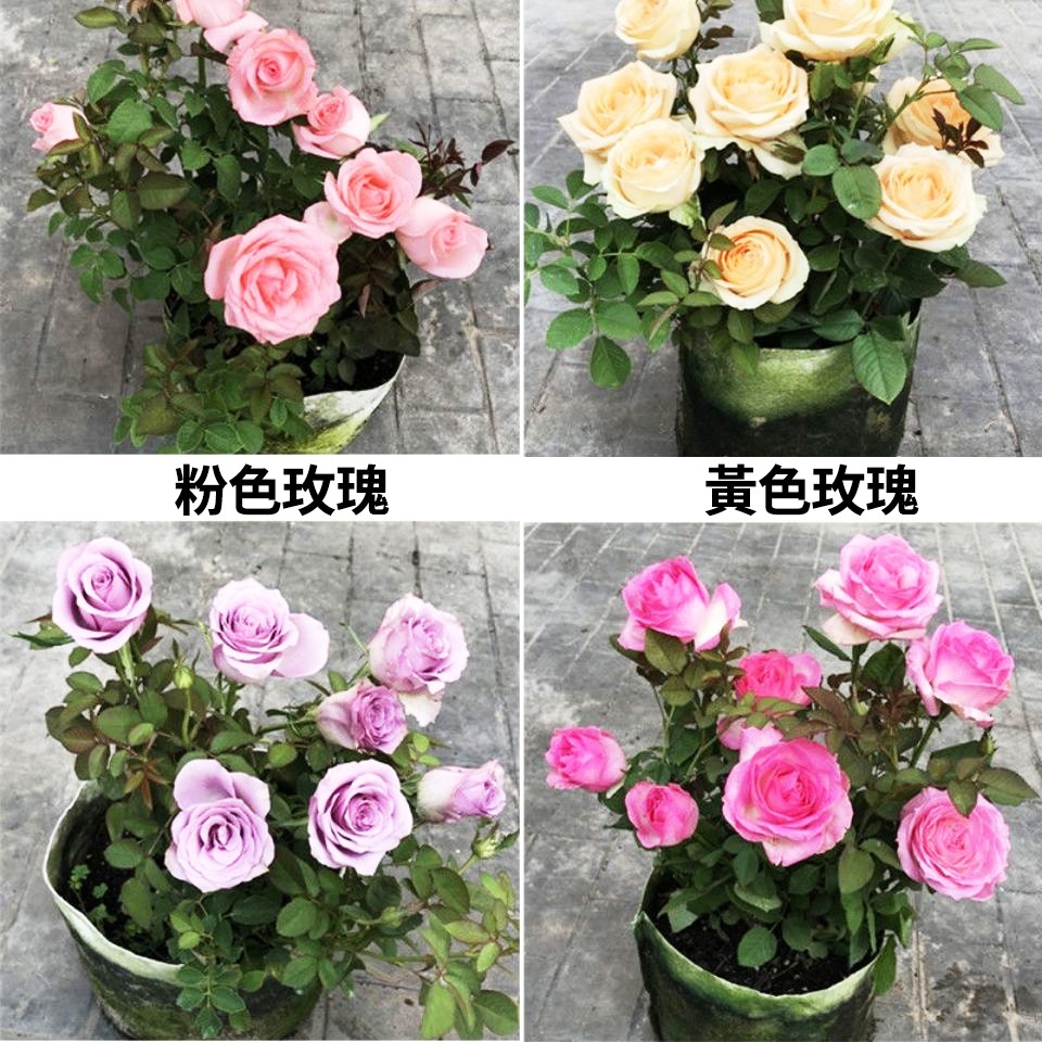 靚潔園藝 爬藤薔薇花種子玫瑰花種子四季室內盆栽易種花卉庭院陽台月季花籽 蝦皮購物