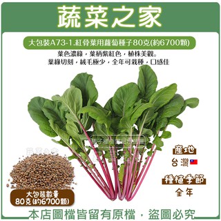 蔬菜之家滿額免運【00A73-1】大包裝.紅骨葉用蘿蔔種子80克(約6700顆)(葉色濃綠，葉柄紫紅色，植株美觀。葉緣切