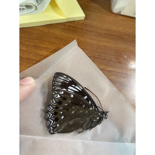 標本針昆蟲標本製作特殊大小專區 蝦皮購物