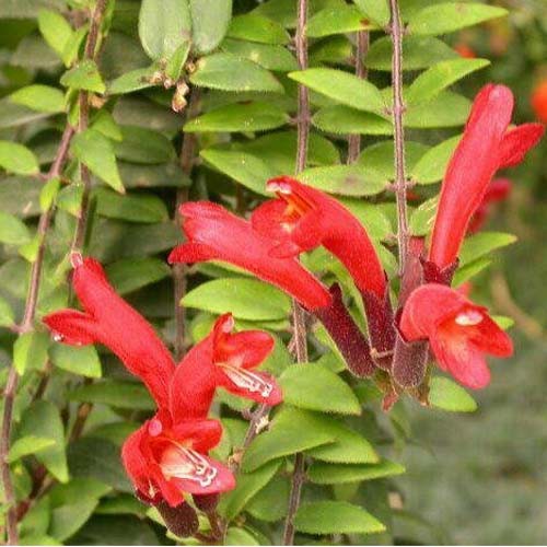 口紅花 3吋 5吋 吊盆 觀葉植物 蝦皮購物