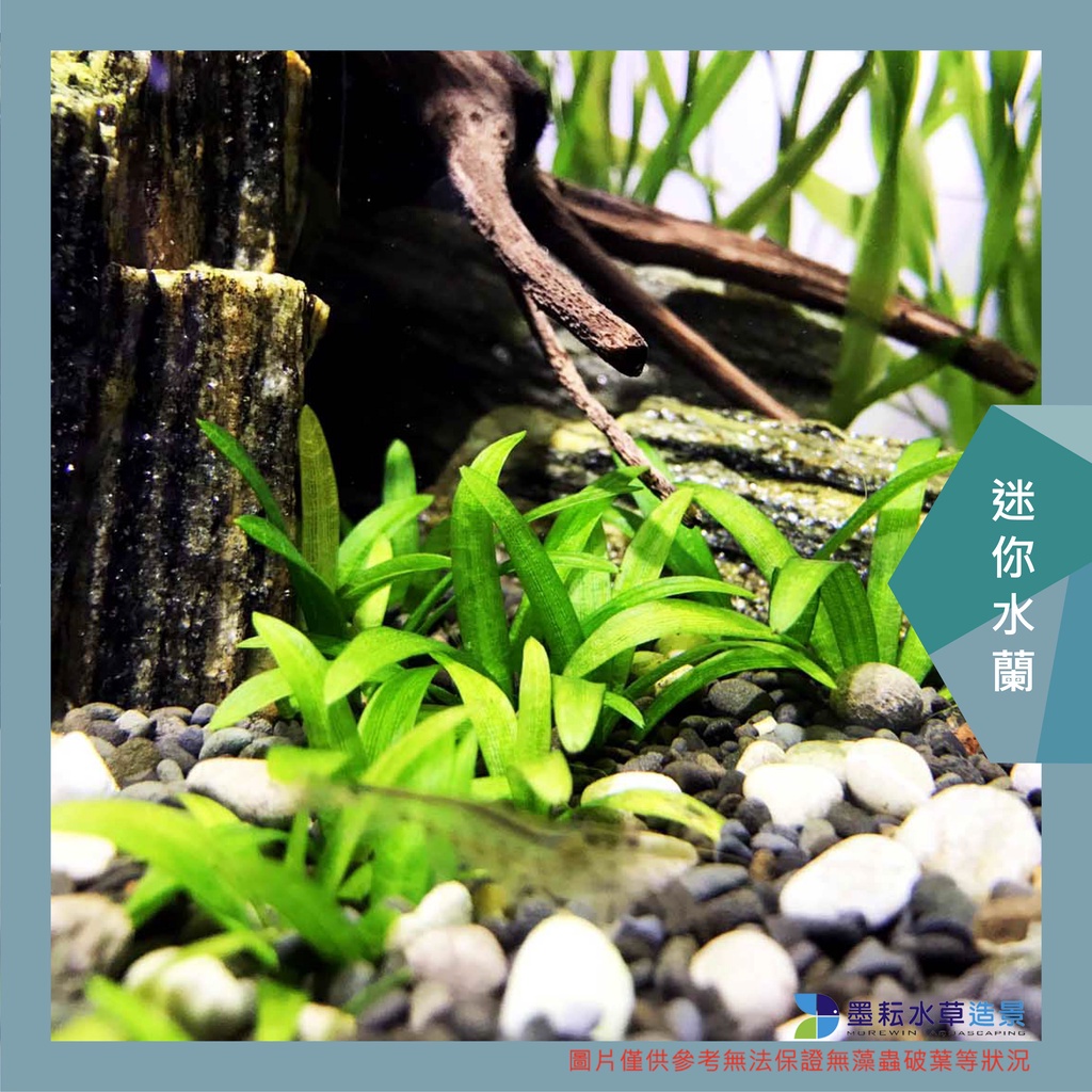 墨耘水草 正版迷你水蘭1株 45元不會長高耐熱不需co2 前景水族 蝦皮購物