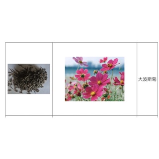 大波斯菊/大波斯菊種子/一公斤/花草種子/永吉種苗園