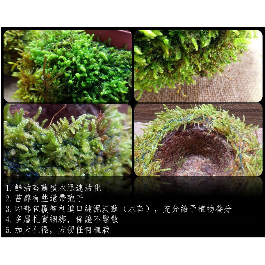 訂作大型苔玉苔球苔蘚球園藝 苔蘚花盆花器景觀瓶 草皮diy微景觀生態瓶小品盆栽迷你盆栽 蝦皮購物