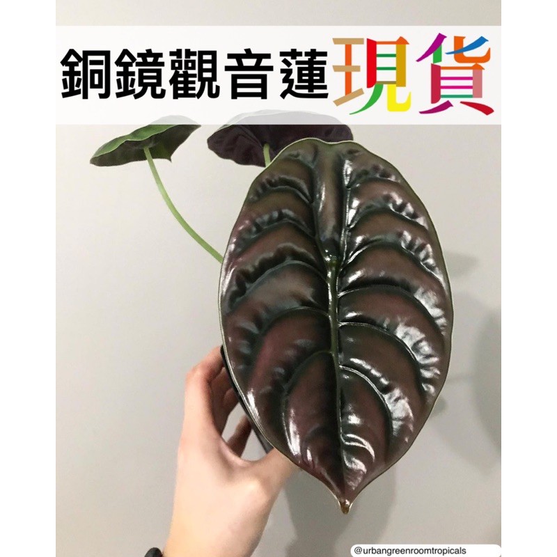 銅鏡 觀音蓮 龜甲 秘密 紅色 雨林 觀葉 Alocasia cuprea ‘red secret’  ﹝珍奇植物﹞