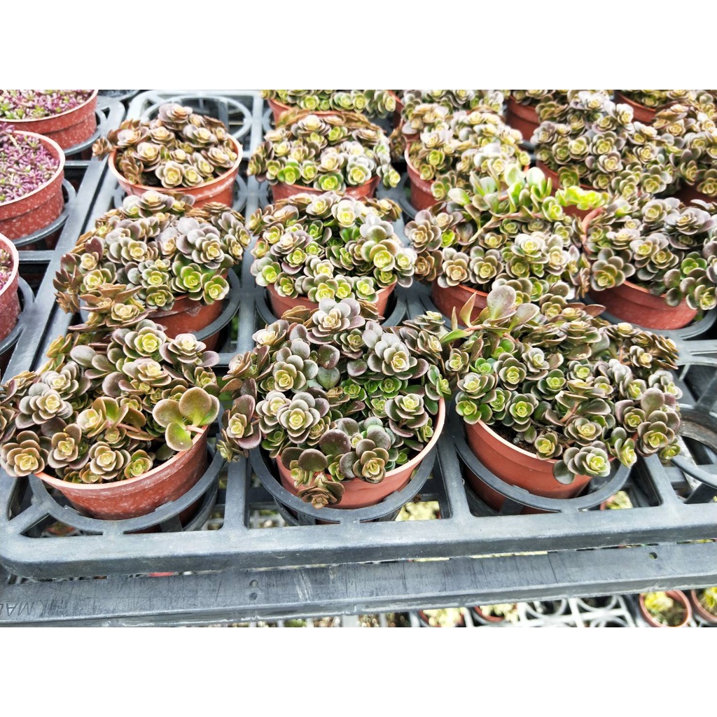 ☈綠玫☈多肉植物☈高加索景天-3吋☈