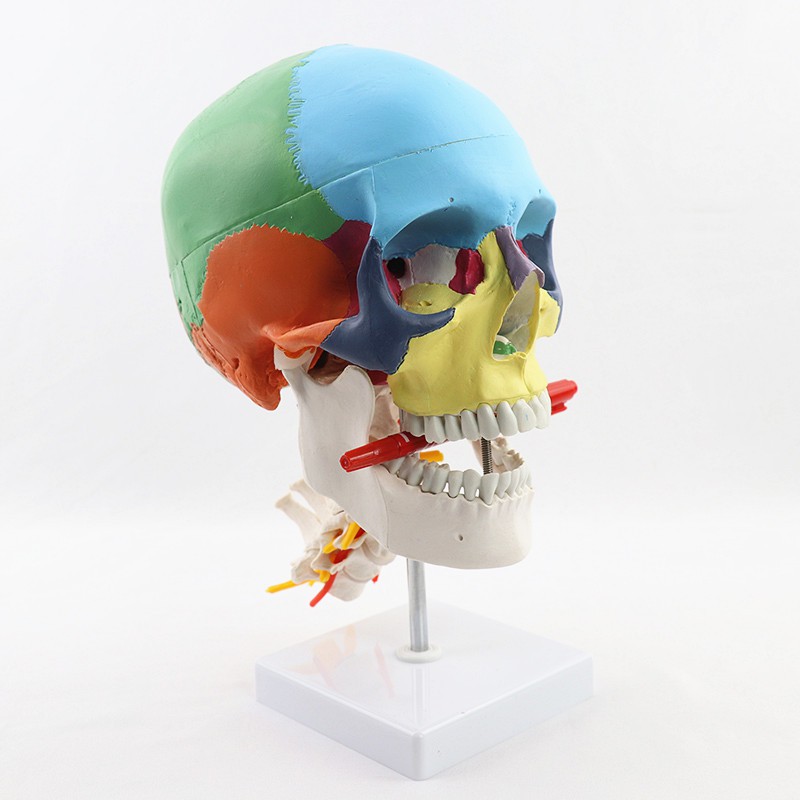 人體頭顱骨模型 頭骨色性分離模型 1：1仿真頭骨帶頸椎模型 醫學教學模型 MTG009