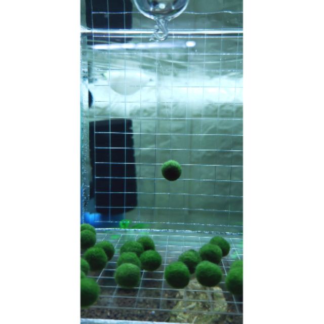 ❤HCH水晶蝦的窩❤漂浮綠藻球，日本marimo綠球藻，幸福藻球，阿寒湖藻球，活藻，水族飾品