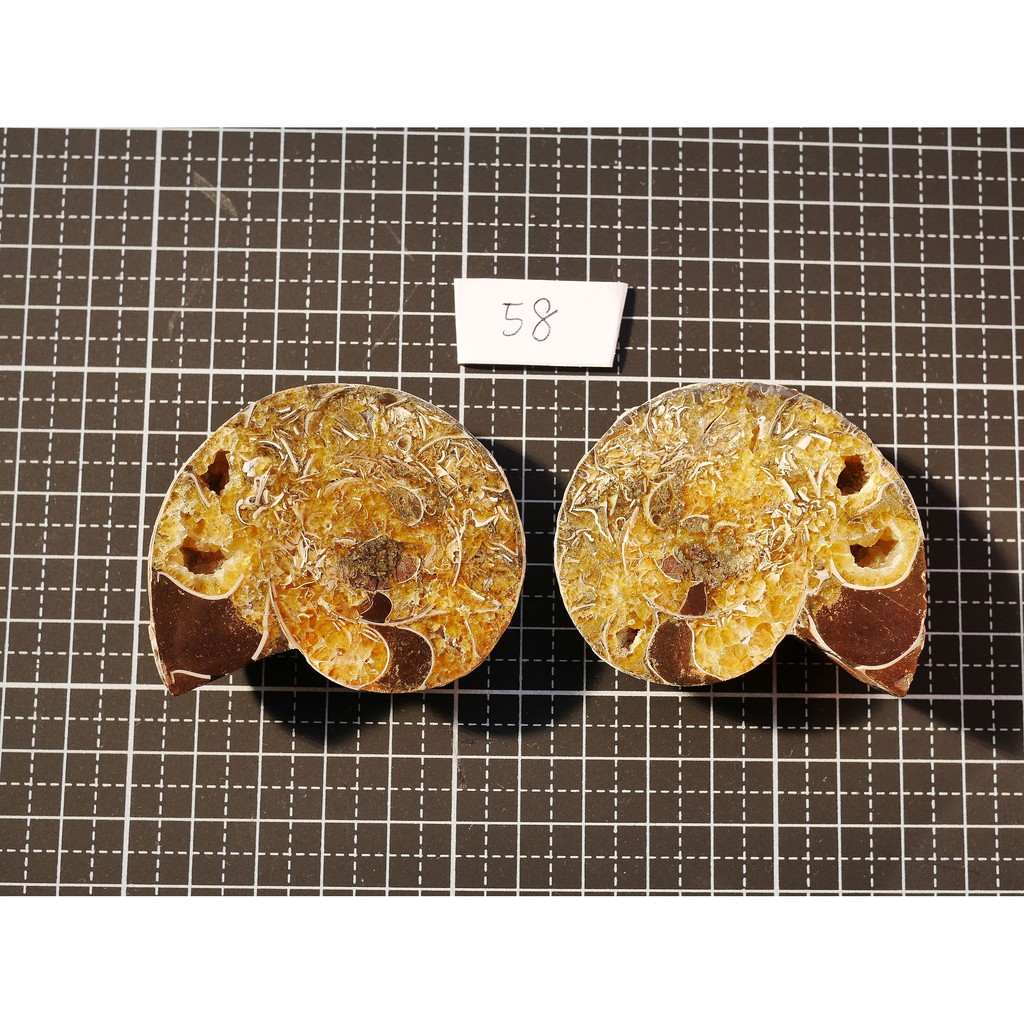 【實物實拍】【現貨】【露蝦 】玉化剖半 菊石化石 (58mm) 貝殼化石 發財螺 收藏 螺化石 自然科學 風水集氣