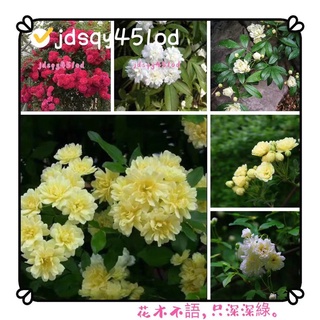 香花植物 比價撿便宜 優惠與推薦 22年5月