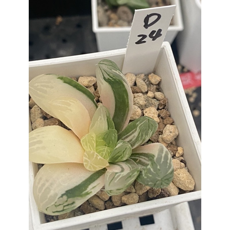 Haworthia ハオルチアオブツーサ錦 蝦皮購物